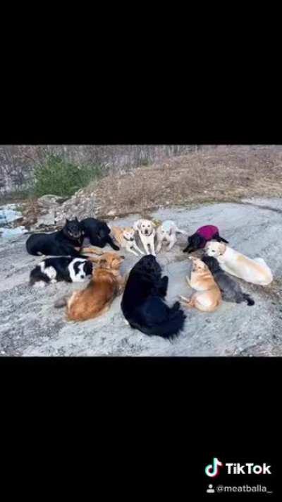 dog cult