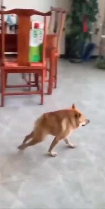 Short wheelbase doggo.