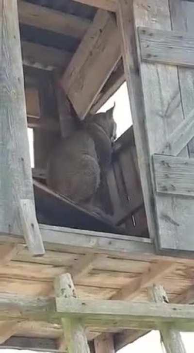 🔥 Forest officer in Poland encounters a Lynx inside of a hunting stand