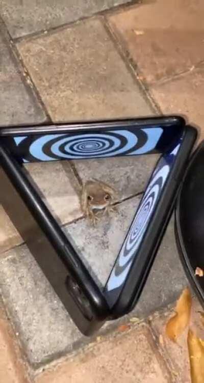 Let’s confuse a frog