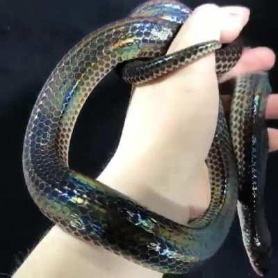 🔥 The iridescence of a Sunbeam snake 🔥
