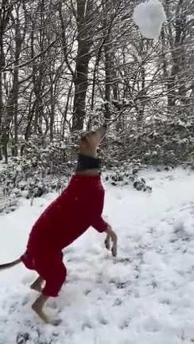 WiNtEr LoNg bOyE dEsTrOyeD iN aVaLaNcHe