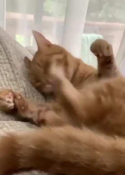 Choose not to be harmed — and you won’t feel harmed. Don’t feel harmed — and you haven’t been. - Meowcus Purrelius