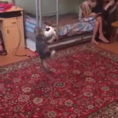 The Origin Of The Flip-Reset