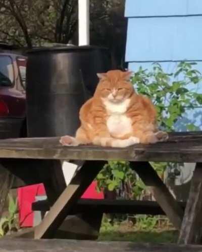 Bring me Solo and the Wookie