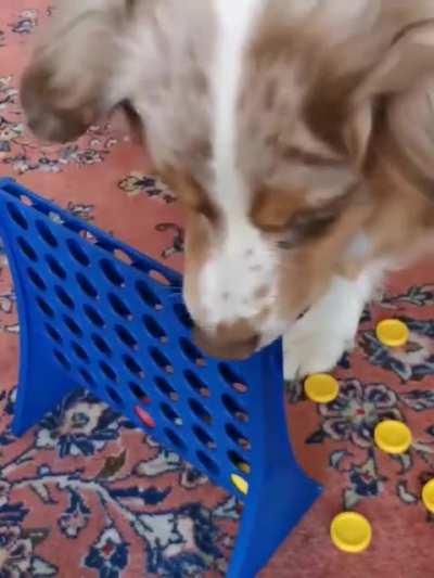 Dog that learned to play connect four. But didn't learn sportsmanship