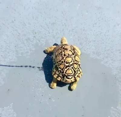 Tortoises can feel their shells