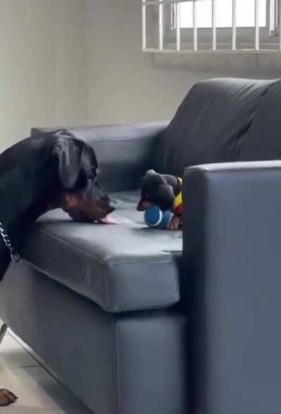 Let me show you how to play with this ball