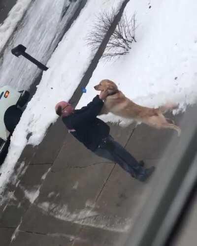 He waits all day for his buddy, the mailman