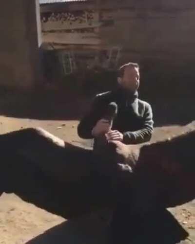 Giant Condor flies in to thank this guy who nursed him back to health