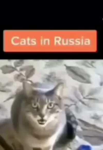 Cats in the hood 😂