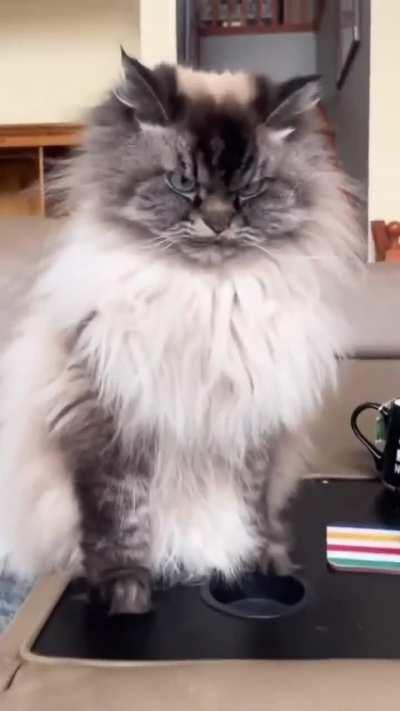 The cat is the leader of this house