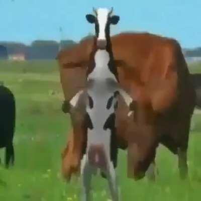 when the cow is SUS!!!!! 🤣🤣🤣😂😂😂😲😲😲🥶🥶🥶🥶🥶🥶🥶🥵🥵🥵😨😨😨😨😨💀💀💀💀💀😈😈😈😈😈😈😈😈