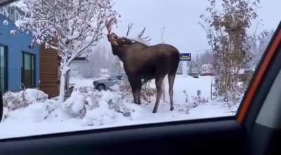 The enormous size of a mature bull moose