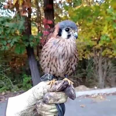 🔥 Gyroscopically Stable American Kestrel