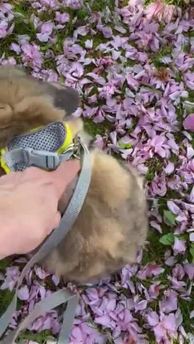 Mitzvah takes a romp through the flower petals.