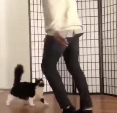 chama a gatinha pra dançar (cuidado com os direitos autorais)