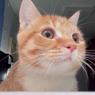 I saw it on twitter and liked it. A cat watching birds.