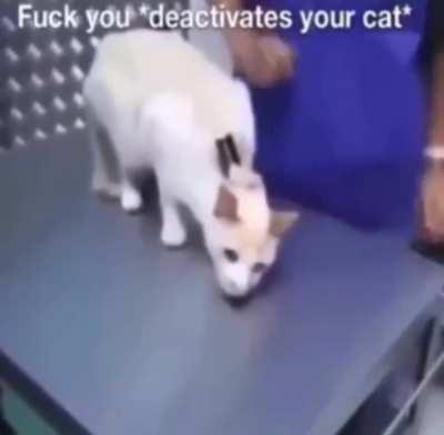 Fuck you “Deactivates your cat”