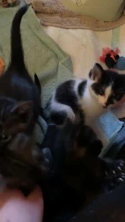 Little squeakers needed more love than I have hands!