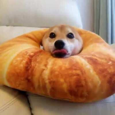 Is that dog blessed or what?