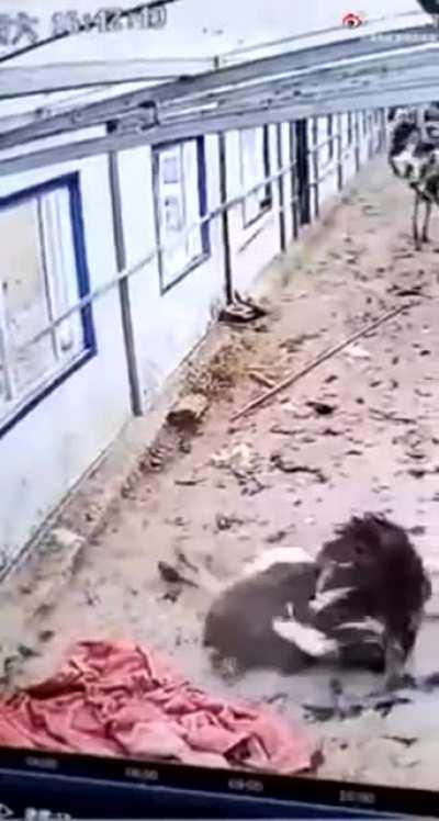 Ostrich Decapitates Itself Trying To Get Unstuck