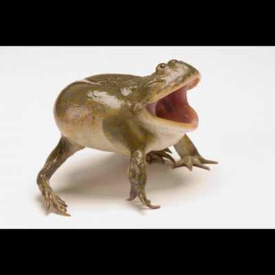 Rana gritando como Perico 