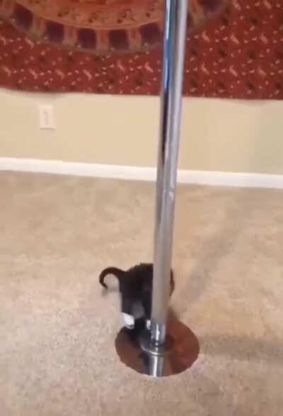 uNdErAgE KiTtEr FoRcEd To StRiP tO mAkE eNdS mEeT