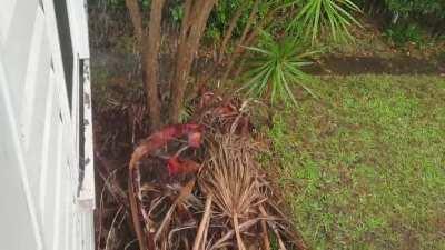 VERY heavy rain today in Sydney.