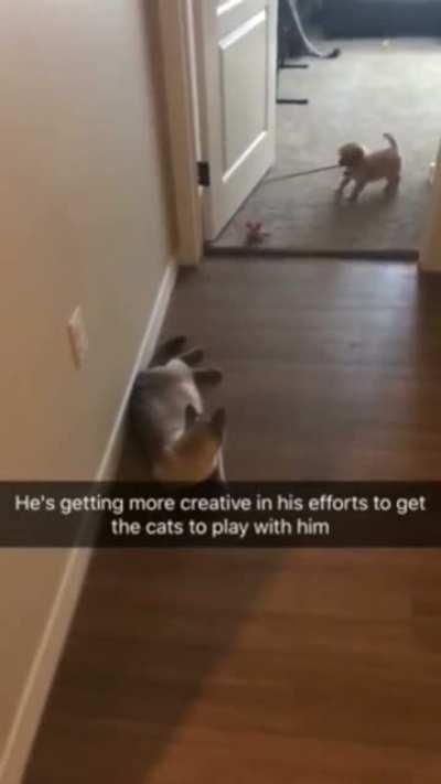 This good boy trying to make a new friend