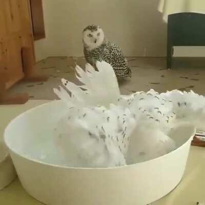 Frank couldn’t believe his eyes! I mean, he had his suspicions, but they were never confirmed..... until now. Norma was not the same woman he had married, so loose and free!