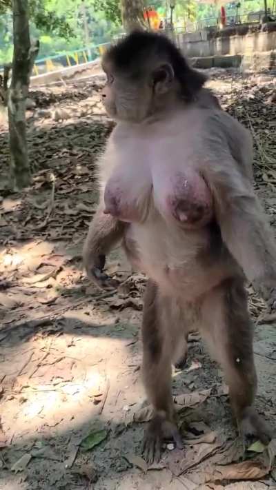 An all time favorite 😍 🐒