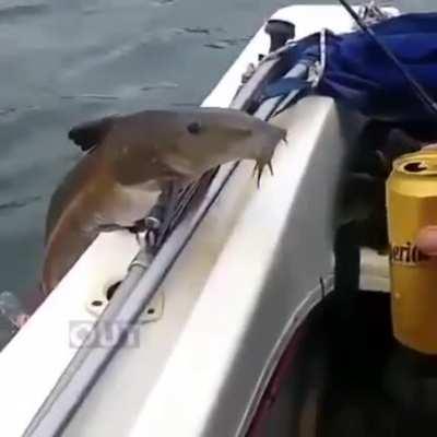 HMB for me while I drink straight from the can. I have no hands.