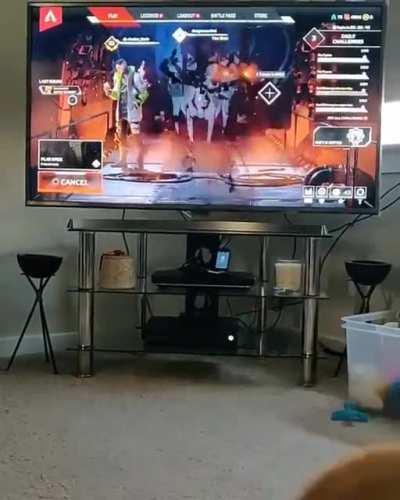 Corgo hecking hates video games