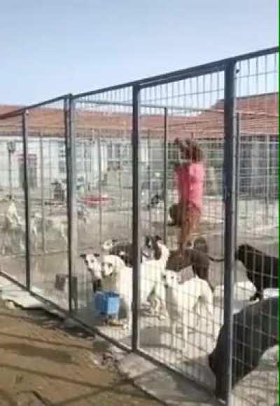 The Moment Little Hashbrown Changed Everything