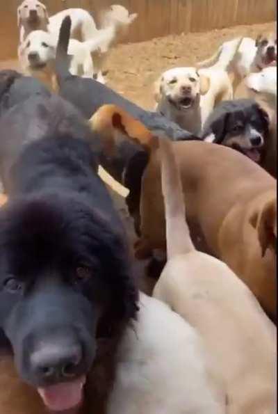 When you go into your chicken farm while holding seeds 😂