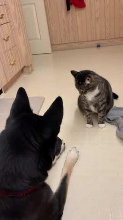 Dog doesn’t like paws touched, Cat knows it