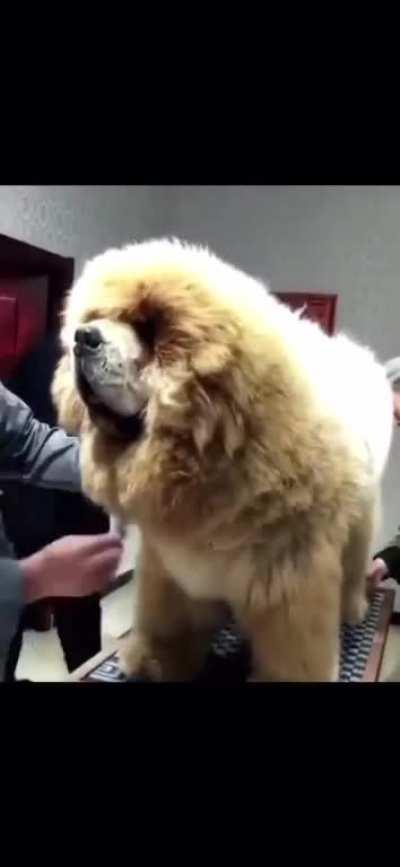 U N I T detained for being too fluffy