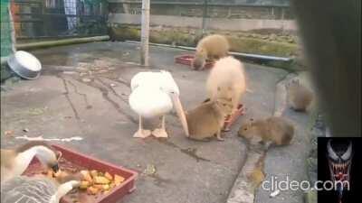Pelican trying to f*cking EAT a capybara