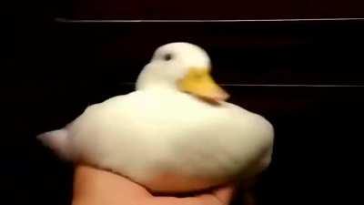 duck
