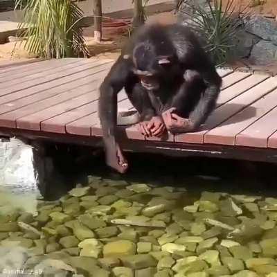 This Chimp admiring and feeding the fish