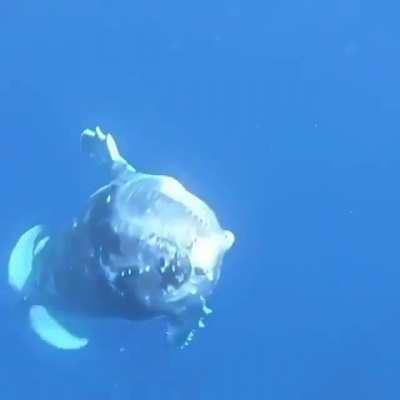 Whale zoomies!
