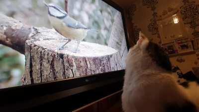 Watch my cat try to slap this bird on the tv.