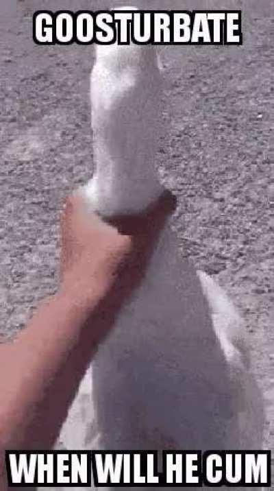 goosturbate