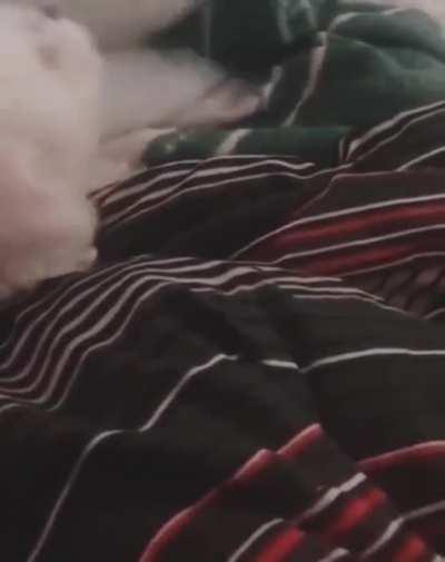 When your kitten thinks he's a dog ( Vol. Up)