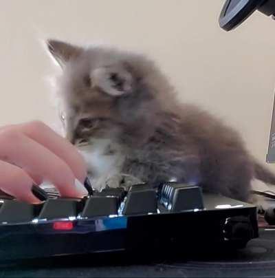 fork has a fascination with electronics and cybercrimes