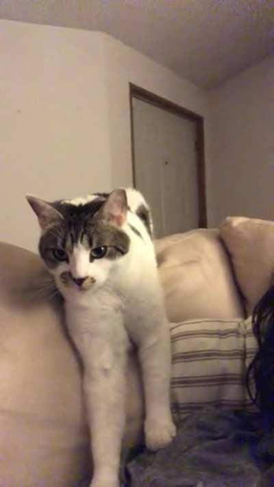 Wonton woke me up just so she could do this