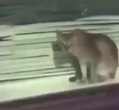 fog fen fogie fox plompy sog finnegan sogie