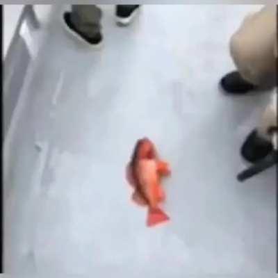 Thanks for fucking ha *fish*