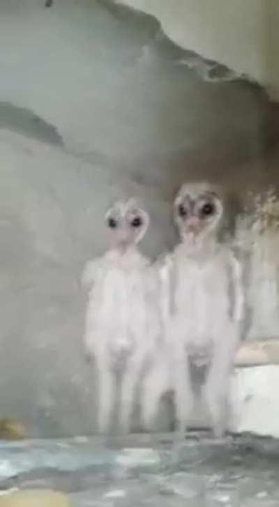 Baby Owls